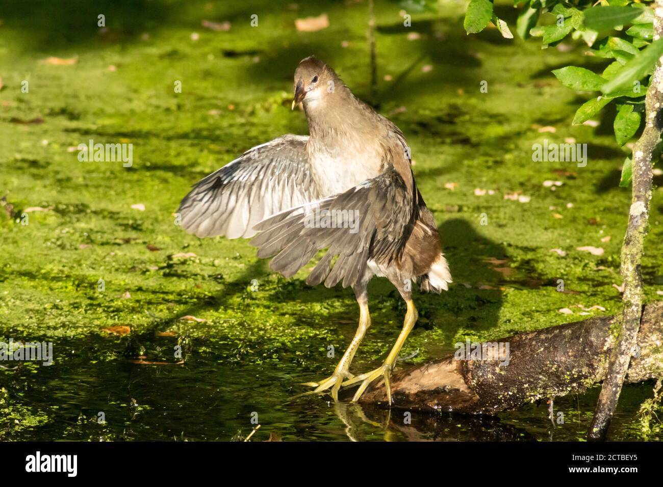 Juvenile Moorhen standing on branch flapping its wings after cleaning or preening. gallinula chloropus, rallidae Stock Photo