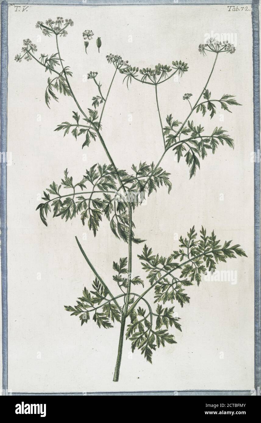 Phellandrium = Cicutaria palustris = Cicutaria aquatica. Water dropwort, Fine-leaved Water-hemlock, still image, 1772 - 1793, Bonelli, Giorgio (b. 1724), Martelli, Niccoló (1735-1829 Stock Photo