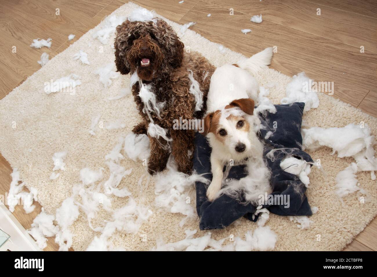 Will Having Two Dogs Help With Separation Anxiety