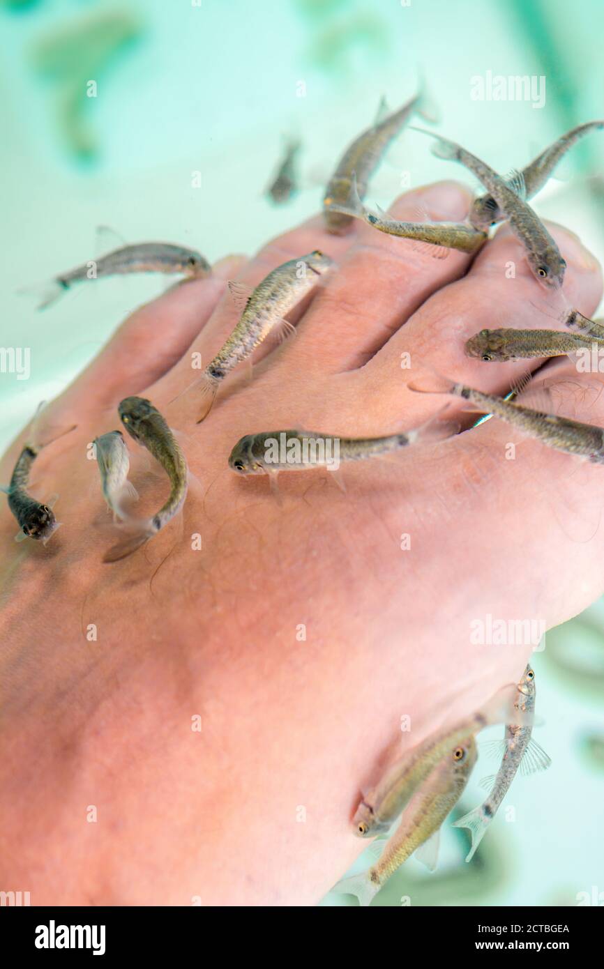 Nibble fish in a fish spa at the foot of a man Stock Photo