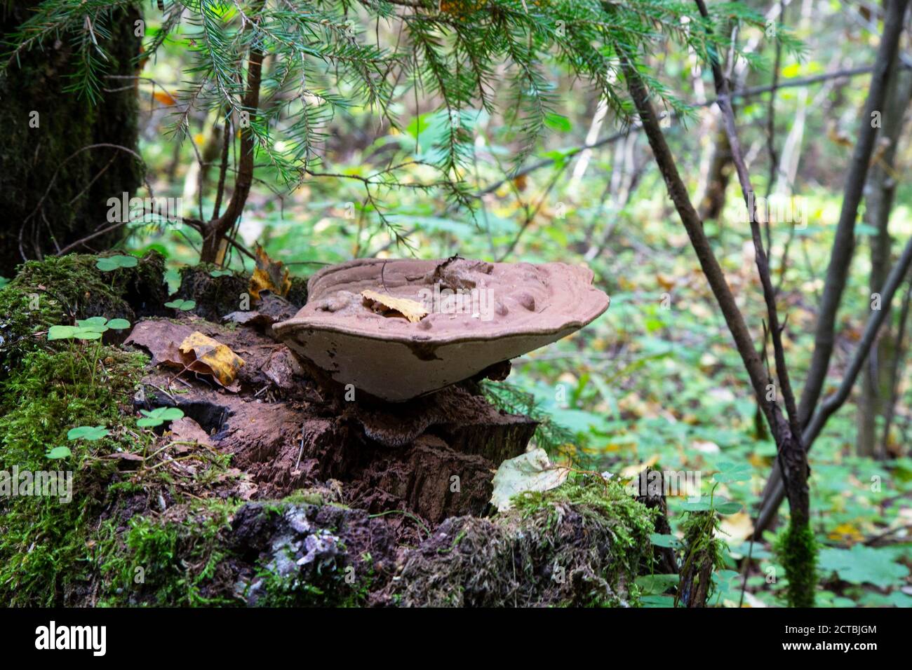 a parasitic fungus on the trunk of a dead tree Stock Photo