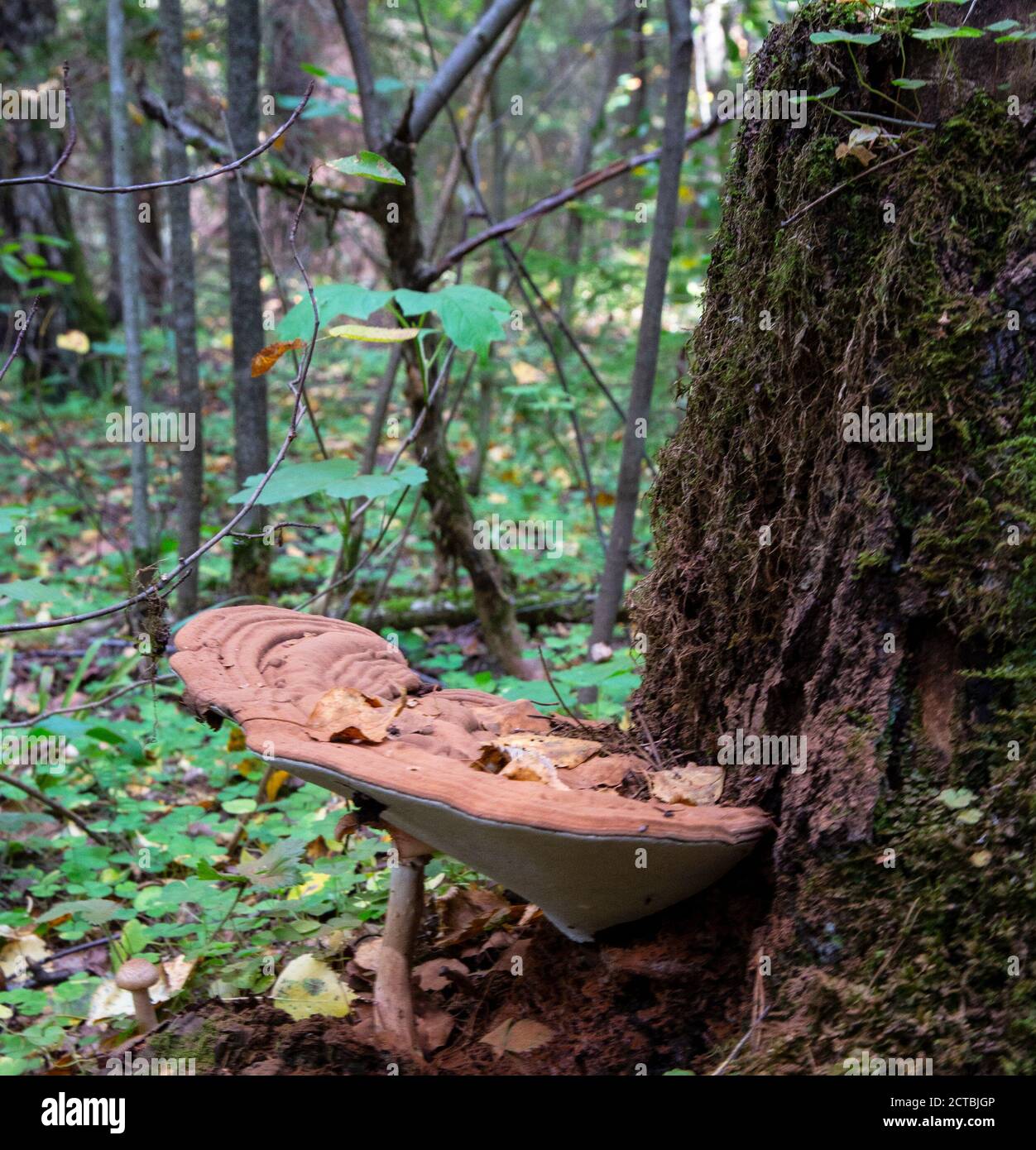 a parasitic fungus on the trunk of a dead tree Stock Photo