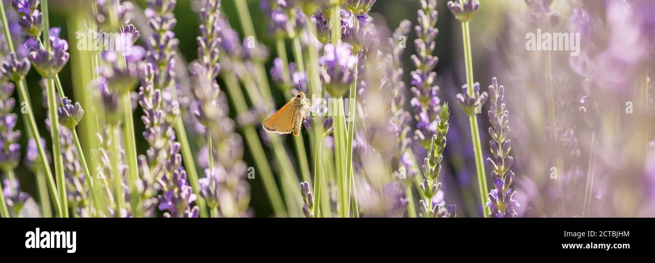 Panorama of lavender plants with thick-head butterfly Stock Photo