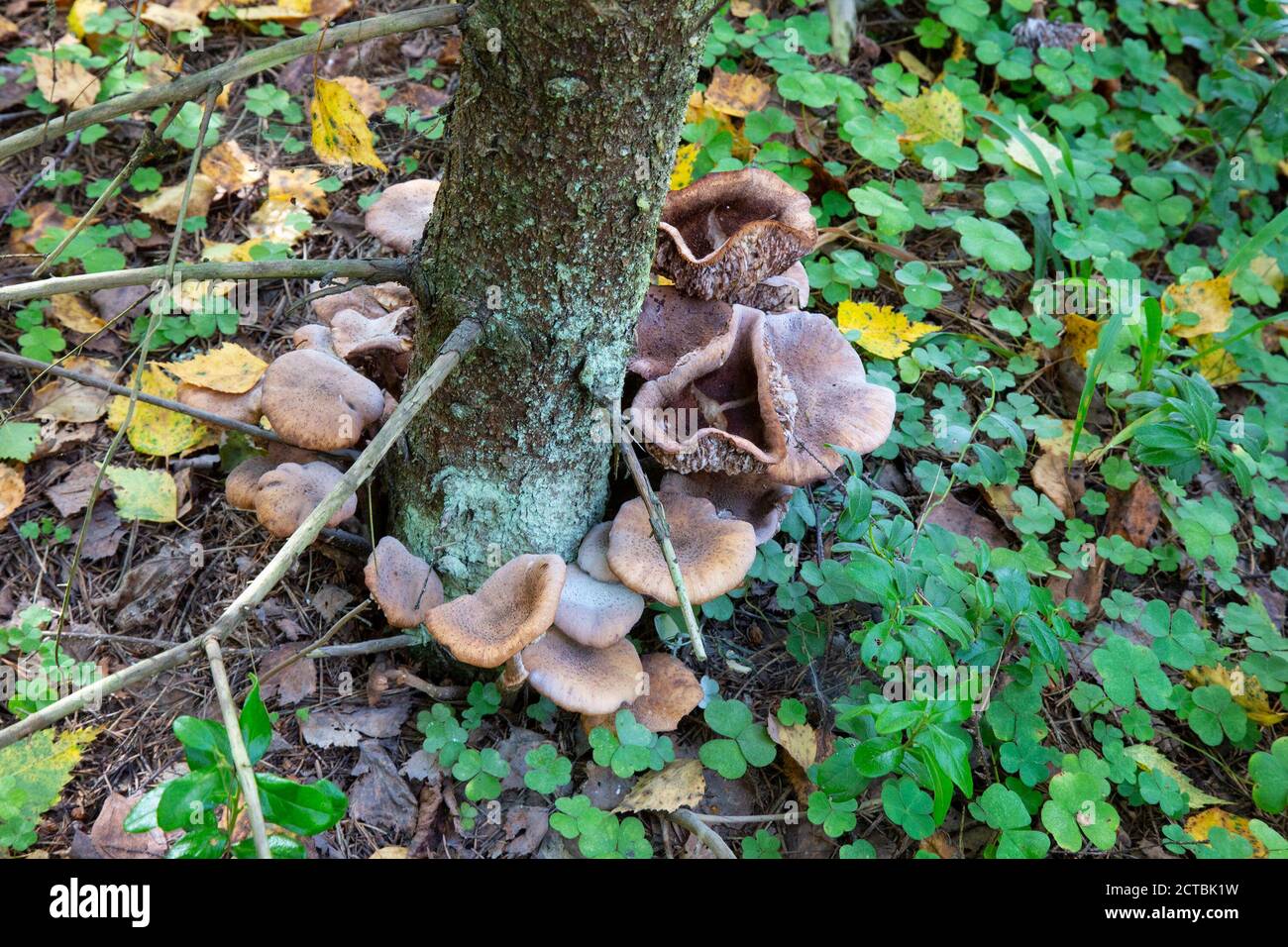 honey mushrooms growing on a stump in the forest Stock Photo