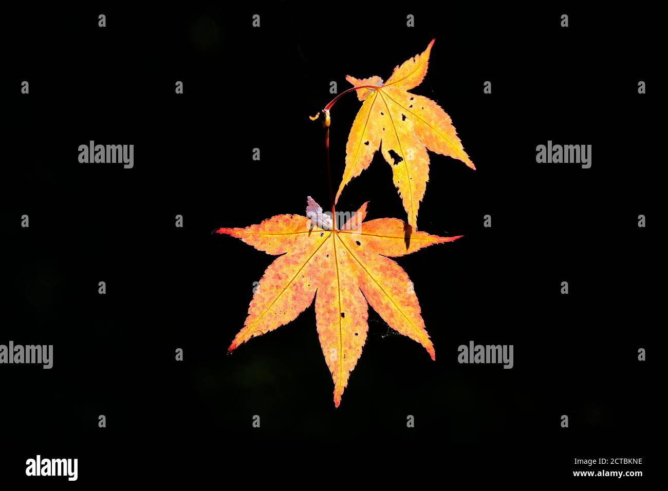 Five lobed leaves hi-res stock photography and images - Alamy