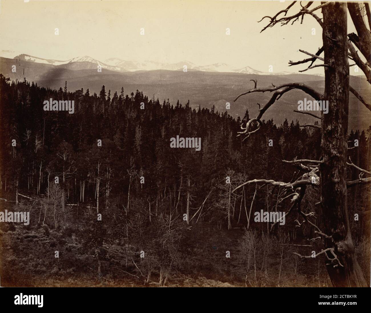 Snow and timber line, Laramie Mountains., still image, Photographs ...