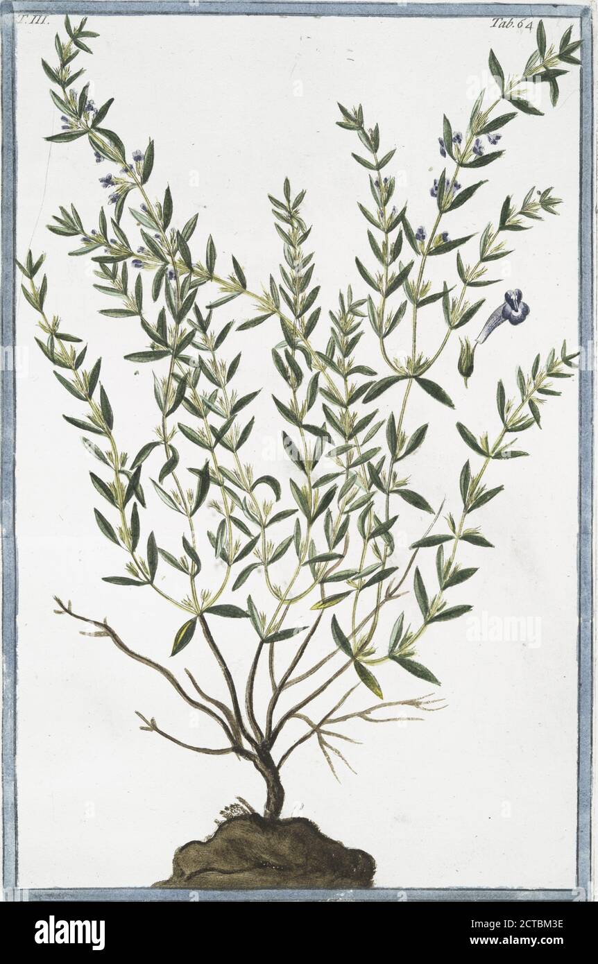 Calamintha frutescens, Satureiæ folio, facie, et odore = Isspo murale = Calament. Shrubby Calamint, still image, 1772 - 1793, Bonelli, Giorgio (b. 1724), Martelli, Niccoló (1735-1829 Stock Photo