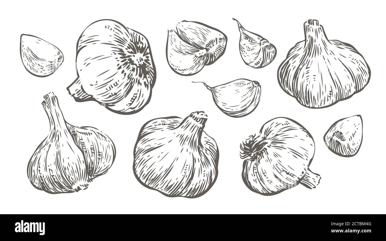 Garlic sketch. Food vintage vector illustration Stock Vector Image