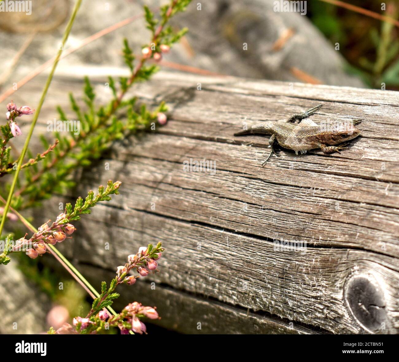 A Eurasian Lizard at Kemeri Bog, Latvia, September 2020 Stock Photo