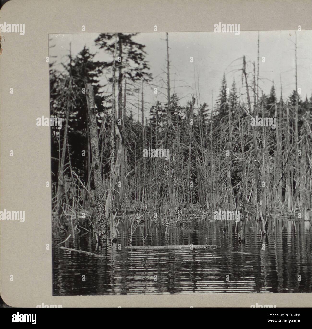 Adirondack wetlands hi-res stock photography and images - Alamy