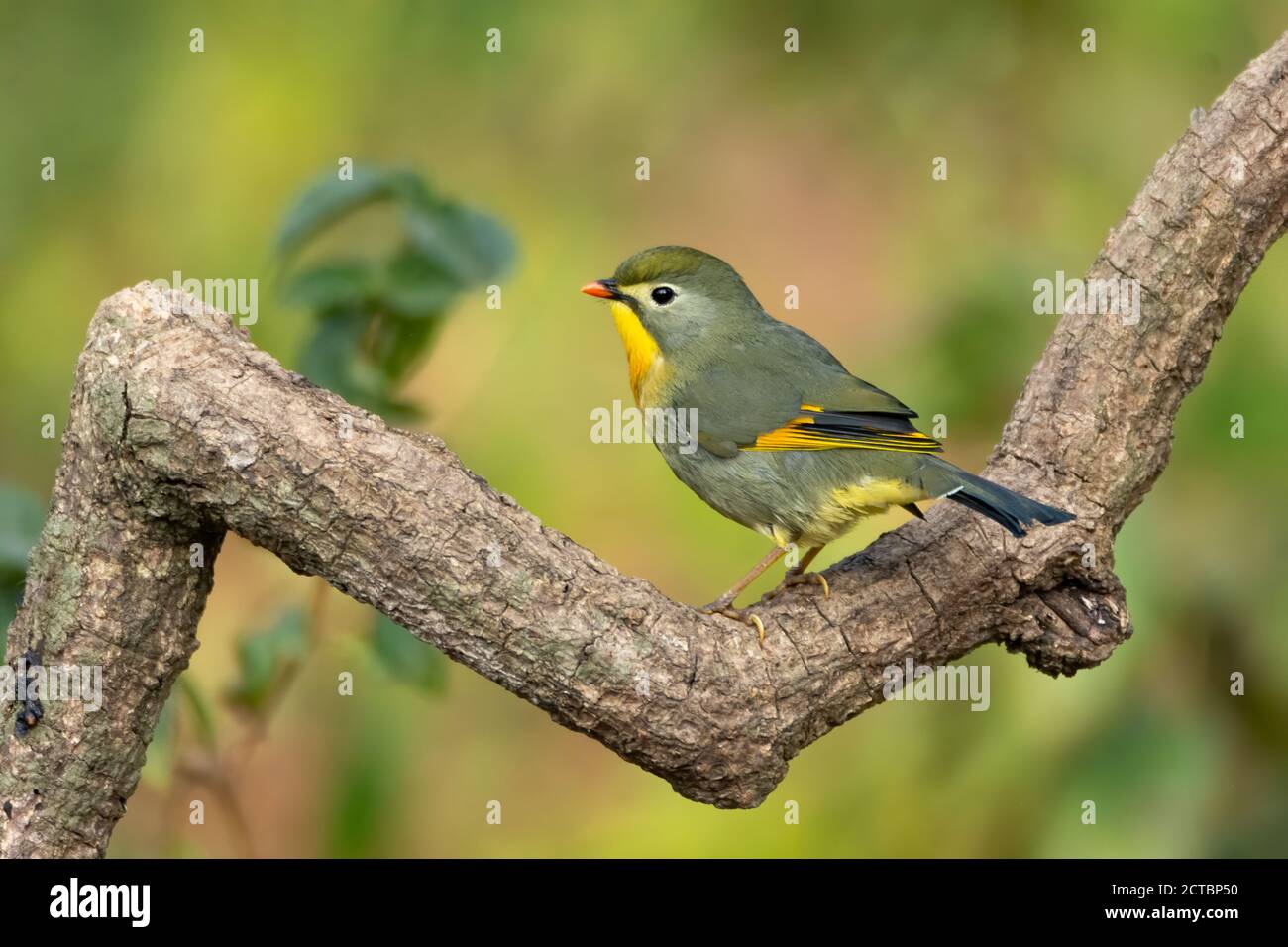 Cute little Red-billed Leiothrix (Leiothrix lutea), perched on a branch in the forests of Sattal in Uttarakhand, India. Stock Photo