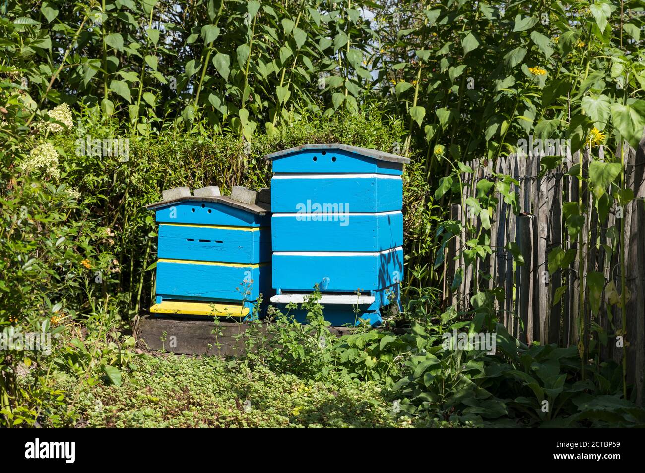 Traditional wooden hives for beeholding in a garden with plants and flowers special for the bees and insects Stock Photo