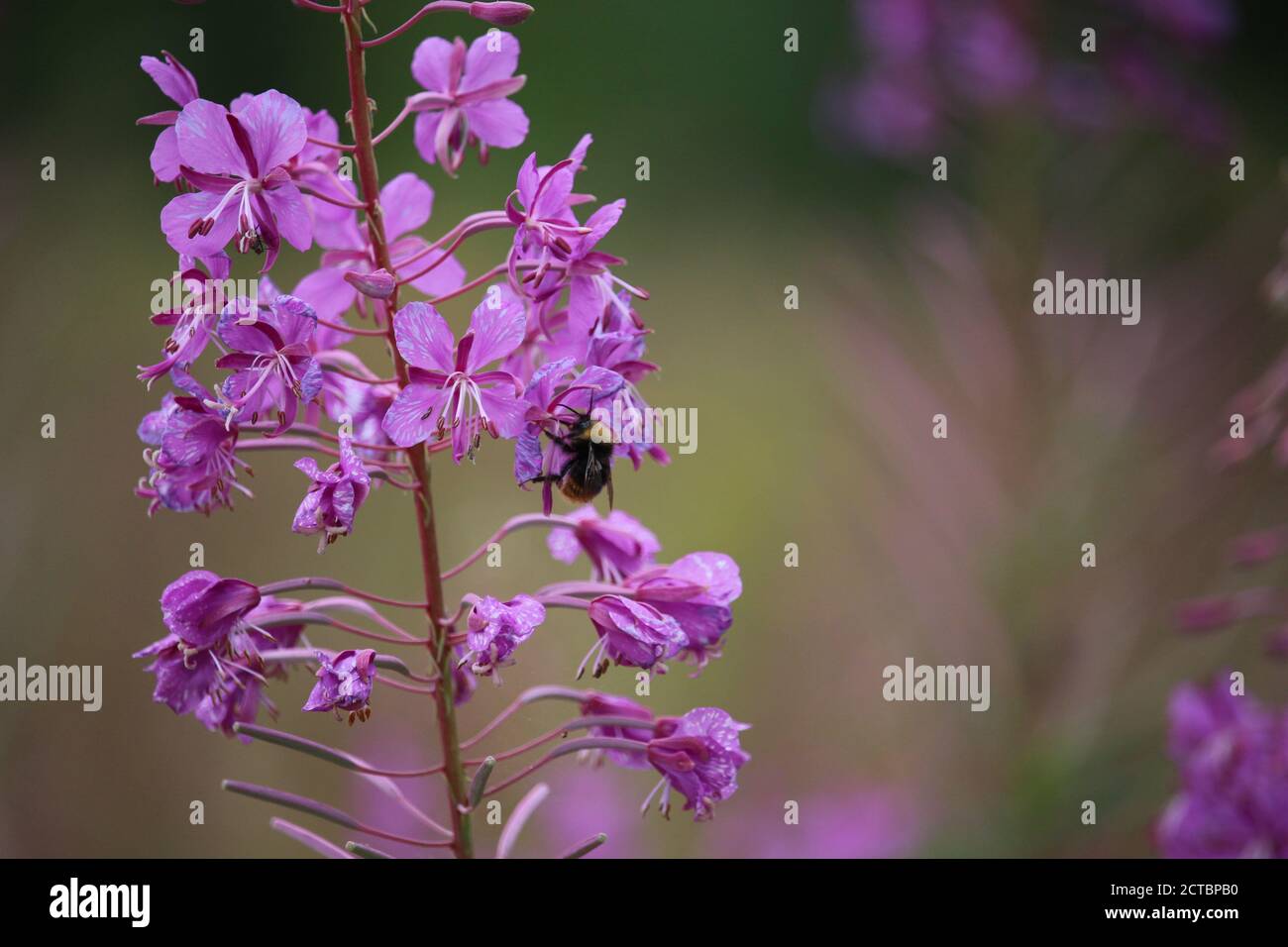 Pollinating bee apis mellifera on meadow wild flower Stock Photo