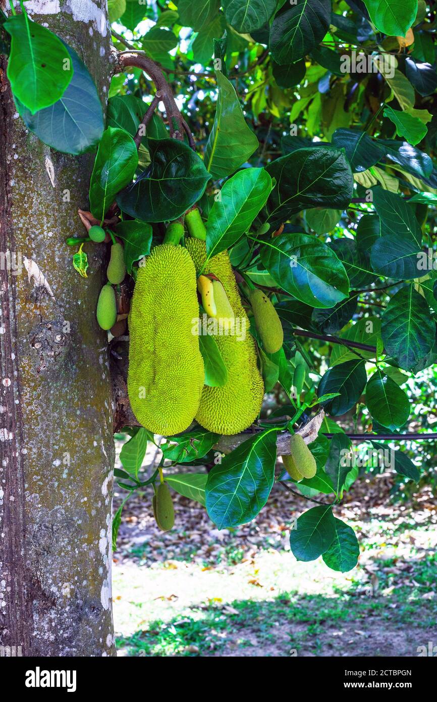 Jackfruit growing on tree. Artocarpus heterophyllus fruits hanging on