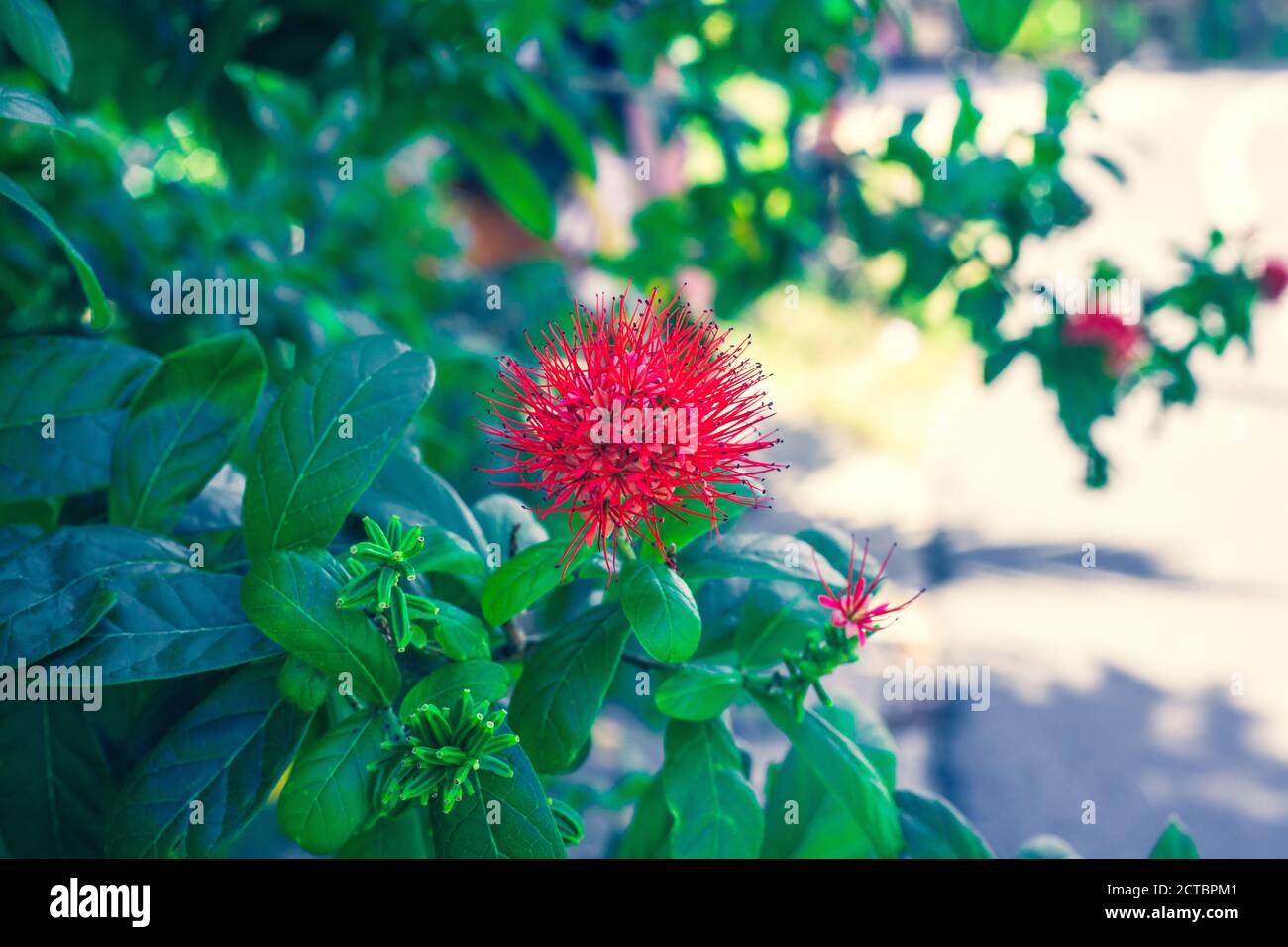 Flowering Combretum constrictum bush. Red flower with stamens on Thailand Powder Puff or Petit Badamier blooming tree Stock Photo