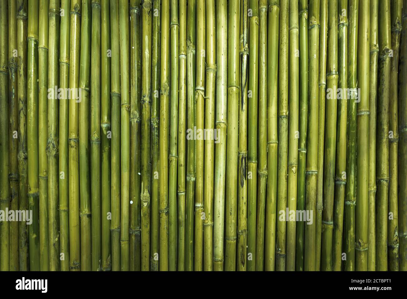 https://c8.alamy.com/comp/2CTBPT1/green-bamboo-wood-texture-for-defence-garden-wall-from-nature-background-concept-2CTBPT1.jpg