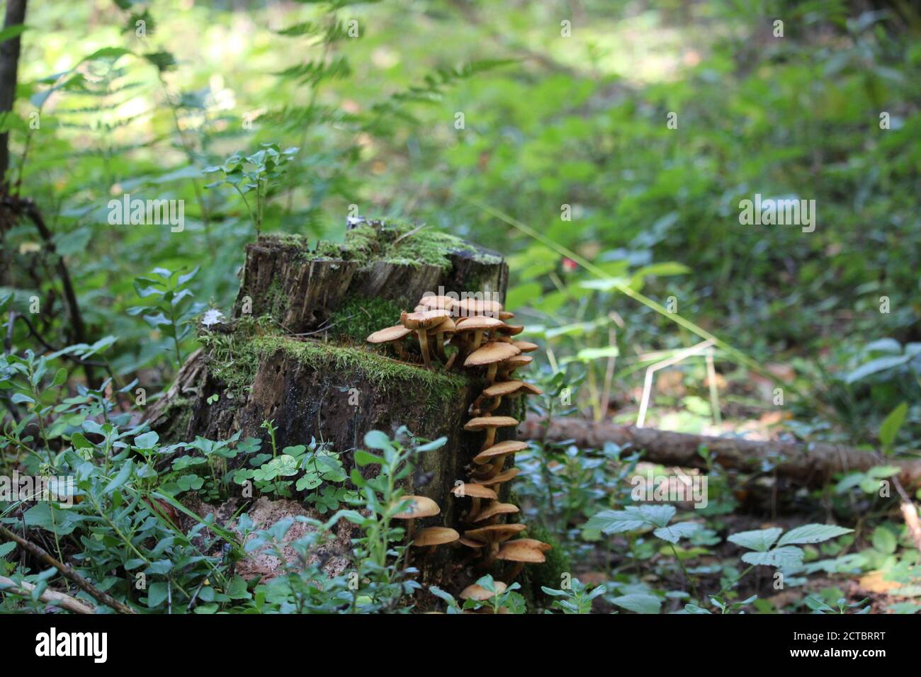 honey mushrooms growing on a stump in the forest Stock Photo