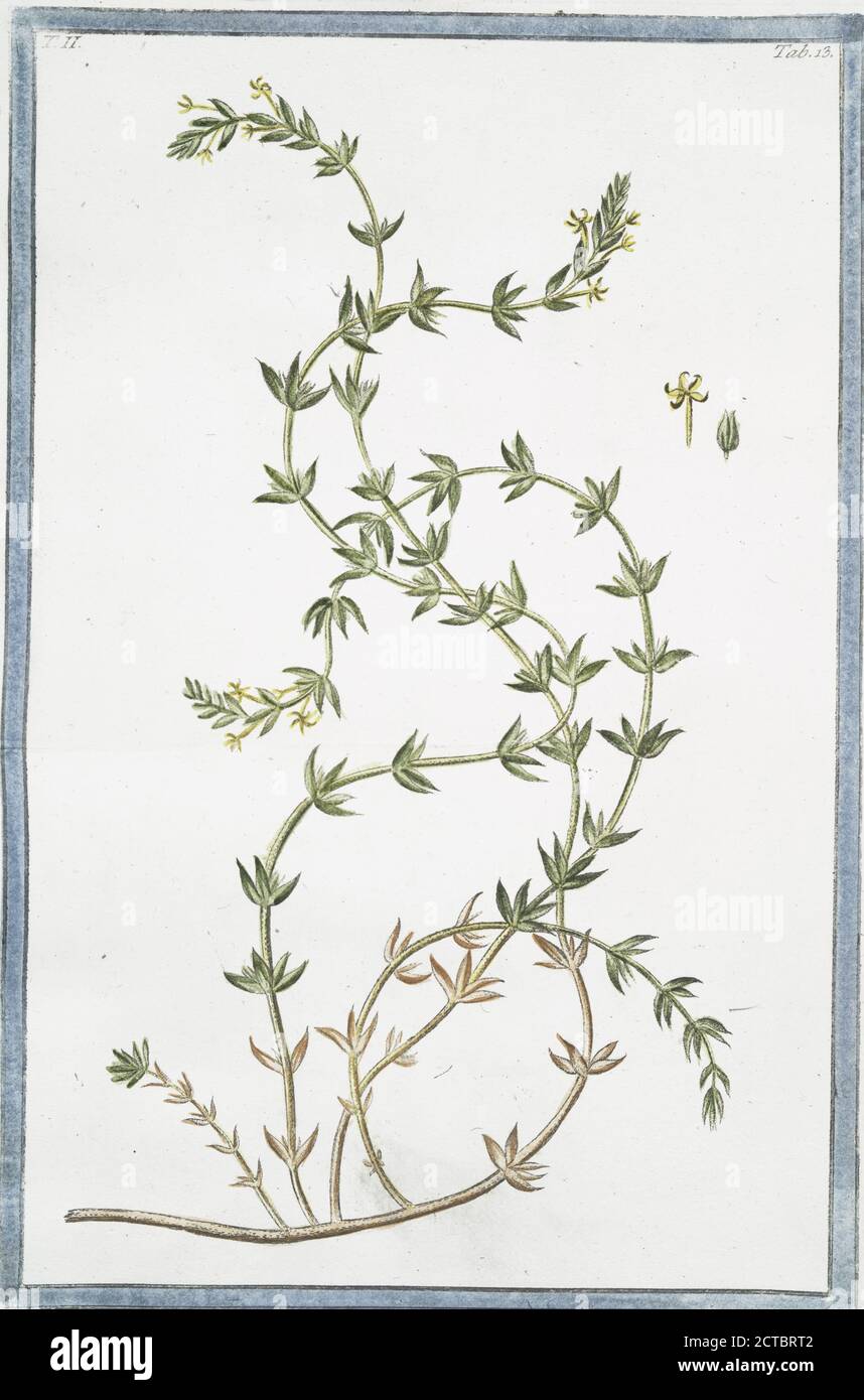 Rubeola maritima., still image, 1772 - 1793, Bonelli, Giorgio (b. 1724), Martelli, Niccoló (1735-1829 Stock Photo