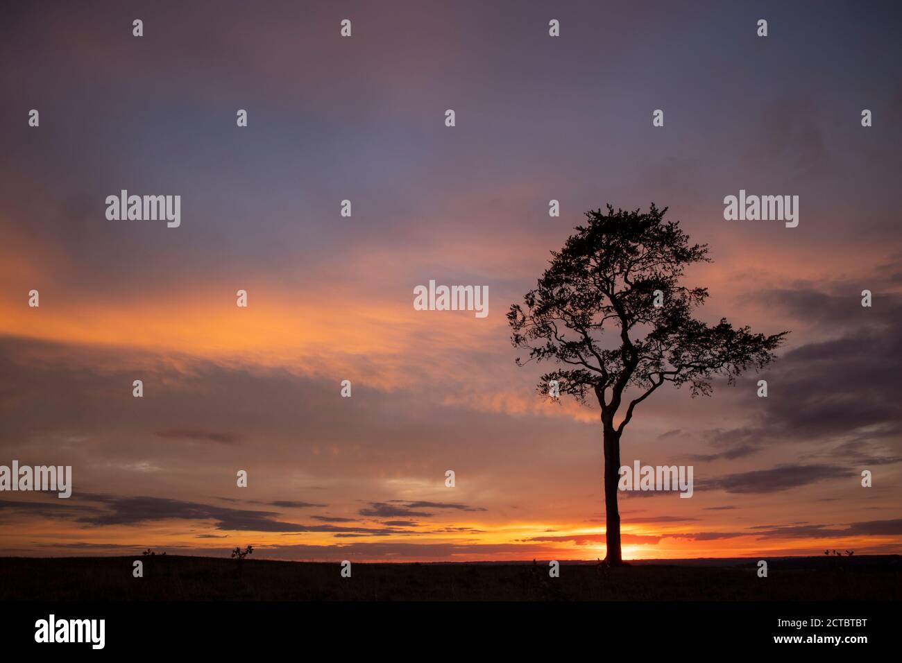 One tree at Sunset, Roundway Hill, Devizes, UK Stock Photo