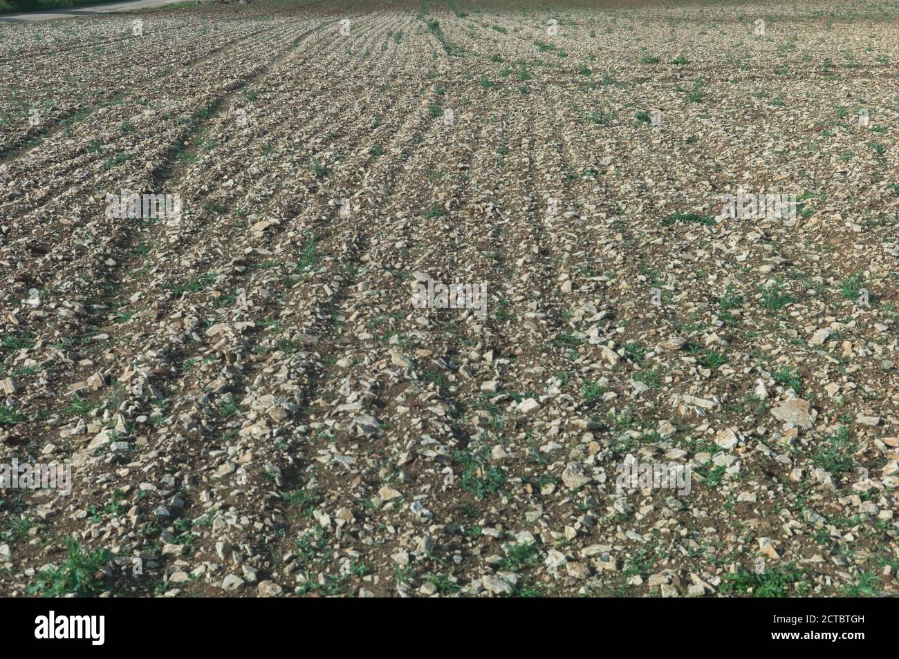 Field prepared for sowing in the Cotswolds. The large amount of stone presents problems for agriculture in some fields Stock Photo