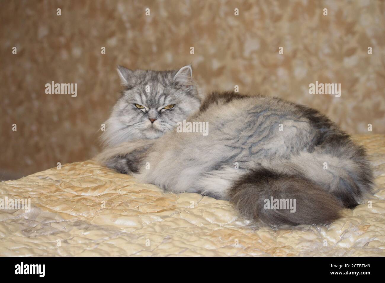 Gray , kawaii, cute, fluffy Scottish Highland Straight Longhair Cat with  big orange eyes and long mustache in bed at home Stock Photo - Alamy