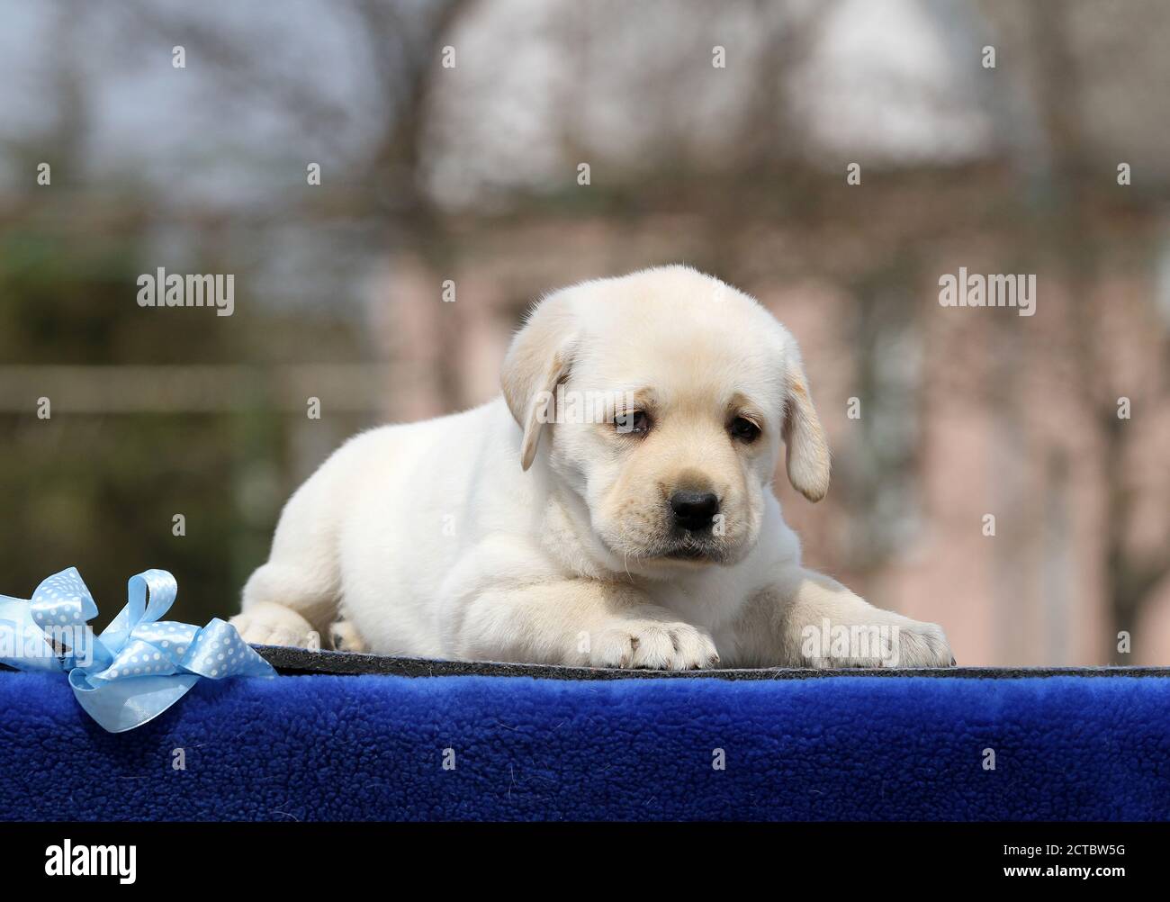 the yellow labrador puppy on the blue background Stock Photo - Alamy