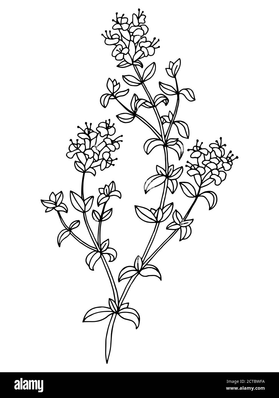 Thyme Plant Drawing