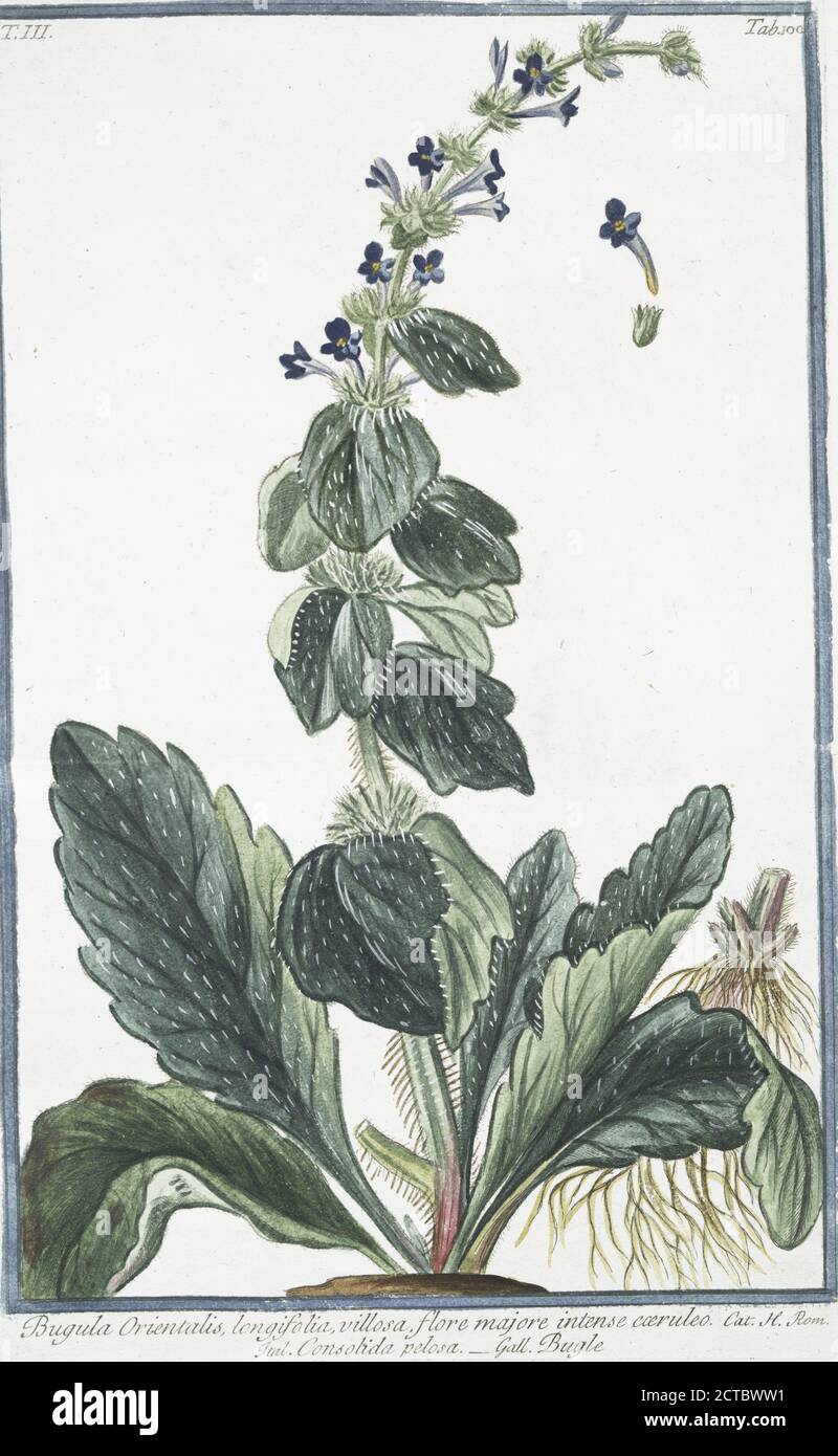 Bugula Orientalis, longifolia, villosa, flore majore intense coeruleo = Consolida pelosa = Bugle., still image, 1772 - 1793, Bonelli, Giorgio (b. 1724), Martelli, Niccoló (1735-1829 Stock Photo