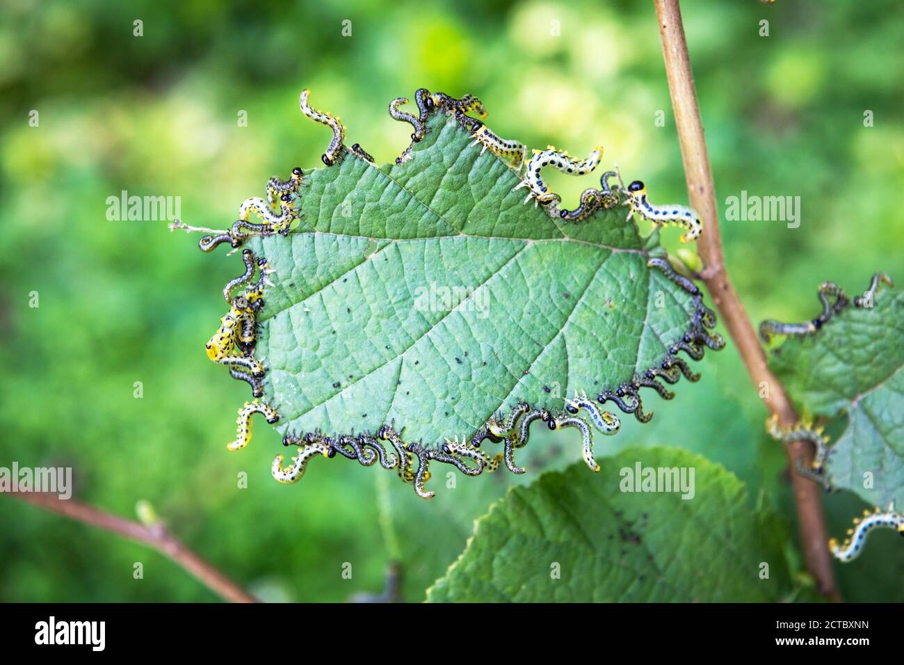 Garden pests. Walnut moth caterpillars damaged hazelnut leaves Stock Photo