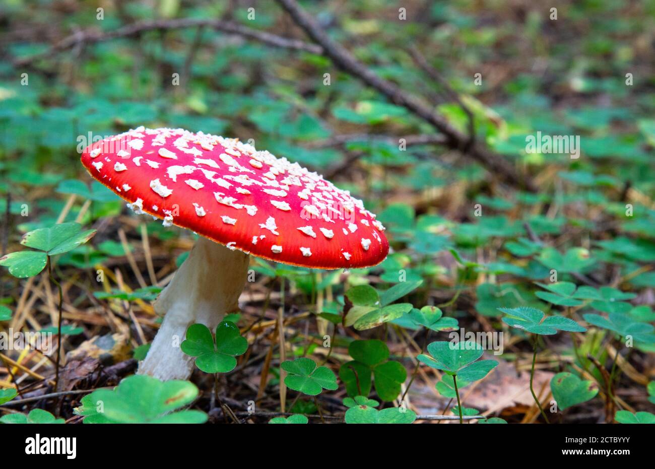 red fly agaric bright beautiful in the autumn forest Stock Photo