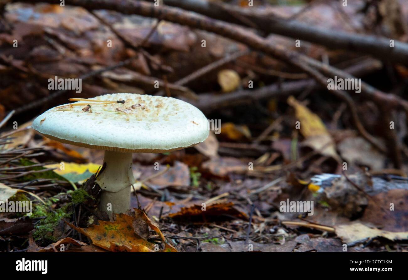 Toadstool, close up of a poisonous mushroom in the forest on green moss ground Stock Photo