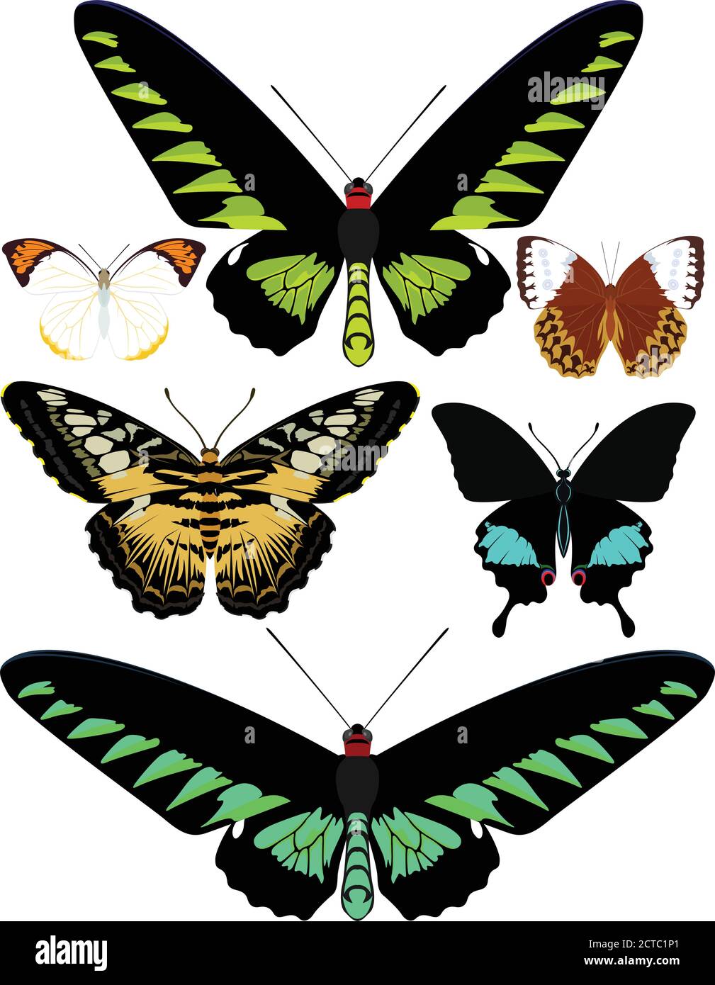 vector set of butterflies of Asia Stock Vector