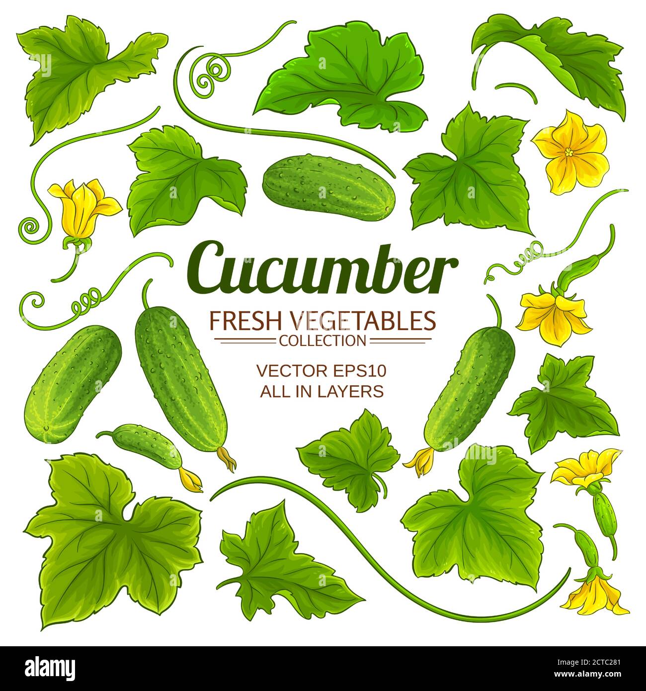 cucumber elements set on white background Stock Vector