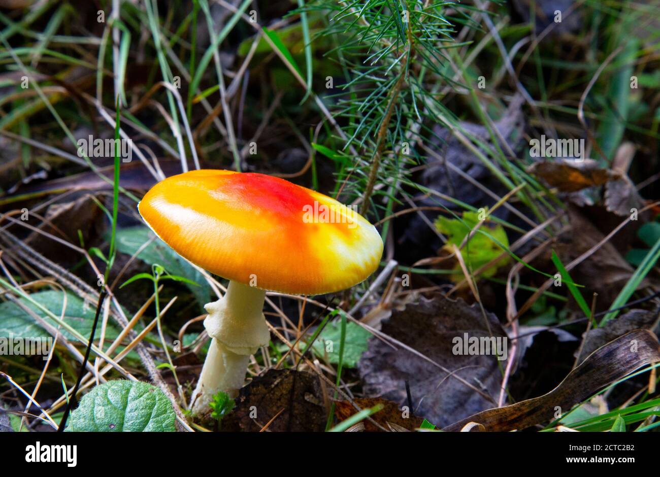 red fly agaric bright beautiful in the autumn forest Stock Photo