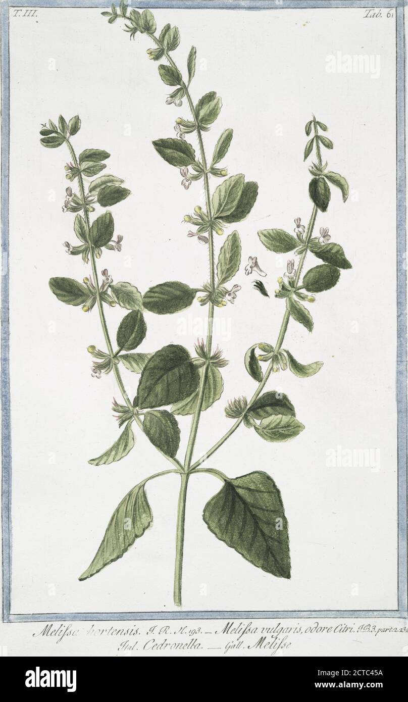 Melissa hortensis = Melissa vulgaris, odore Citri = Cedronella = Melisse. Lemon Balm, still image, 1772 - 1793, Bonelli, Giorgio (b. 1724), Martelli, Niccoló (1735-1829 Stock Photo