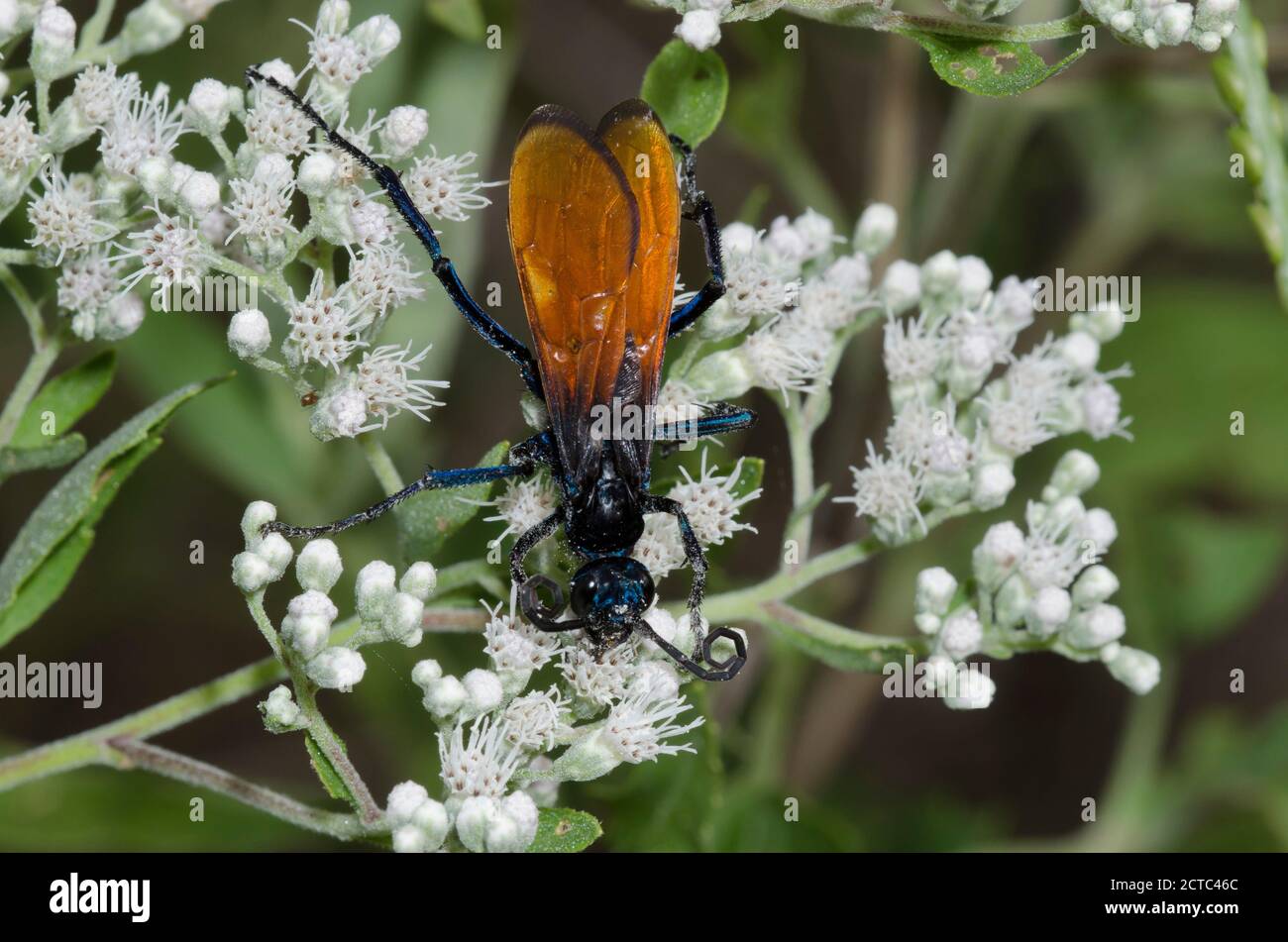 Tarantula Hawk, Pepsis sp., foraging on Lateflowering Thoroughwort, Eupatorium serotinum Stock Photo