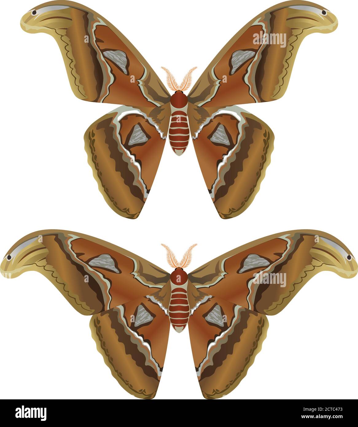 Beautiful big butterfly, Giant Atlas Moth, Attacus atlas - vector illustration Stock Vector