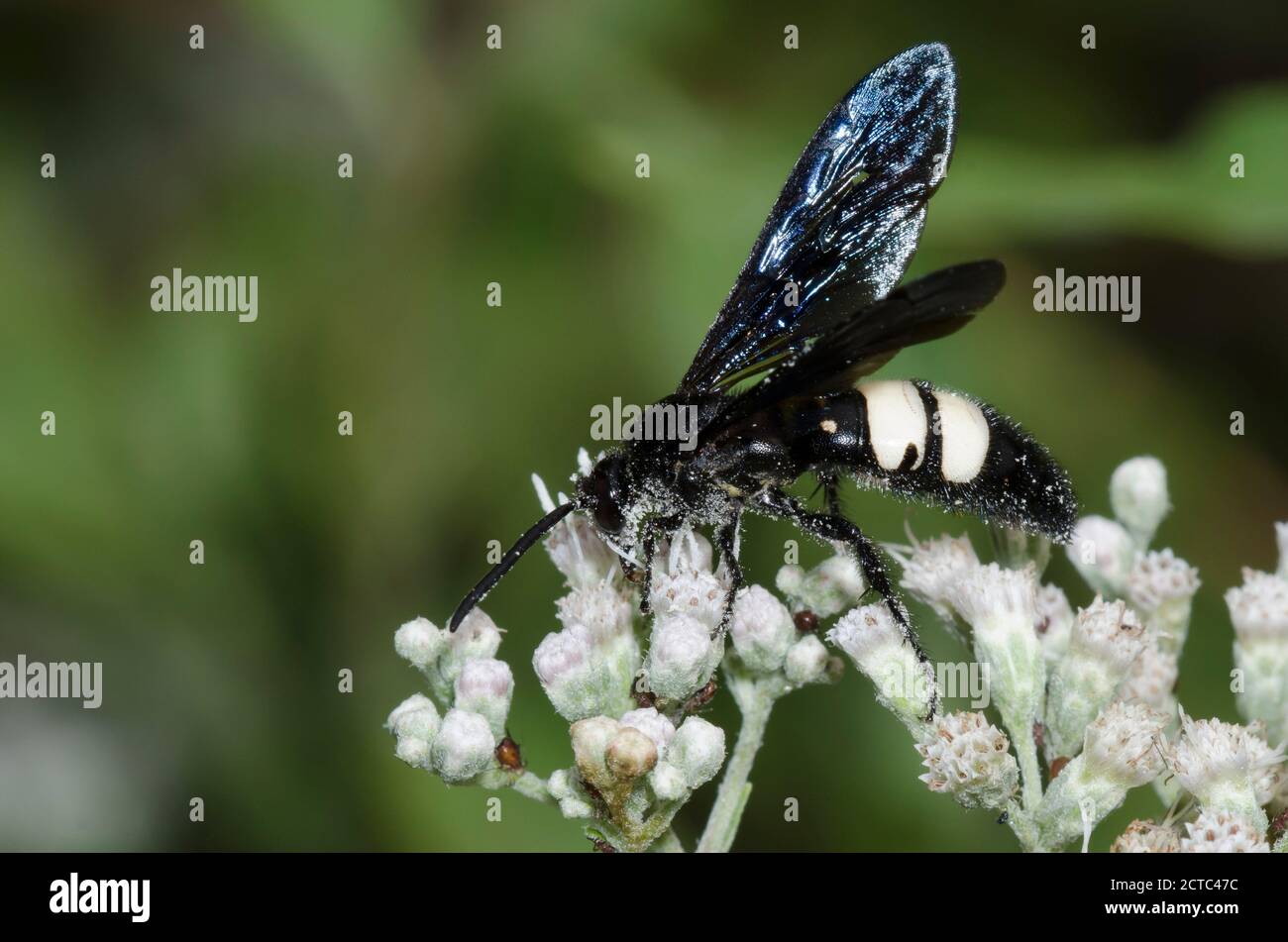 Double-banded Scoliid Wasp, Scolia bicincta, foraging on Lateflowering Thoroughwort, Eupatorium serotinum Stock Photo