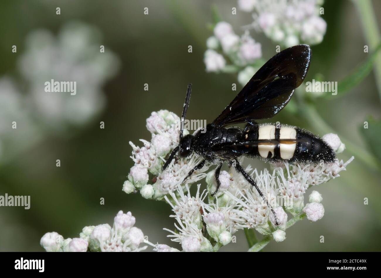 Double-banded Scoliid Wasp, Scolia bicincta, foraging on Lateflowering Thoroughwort, Eupatorium serotinum Stock Photo