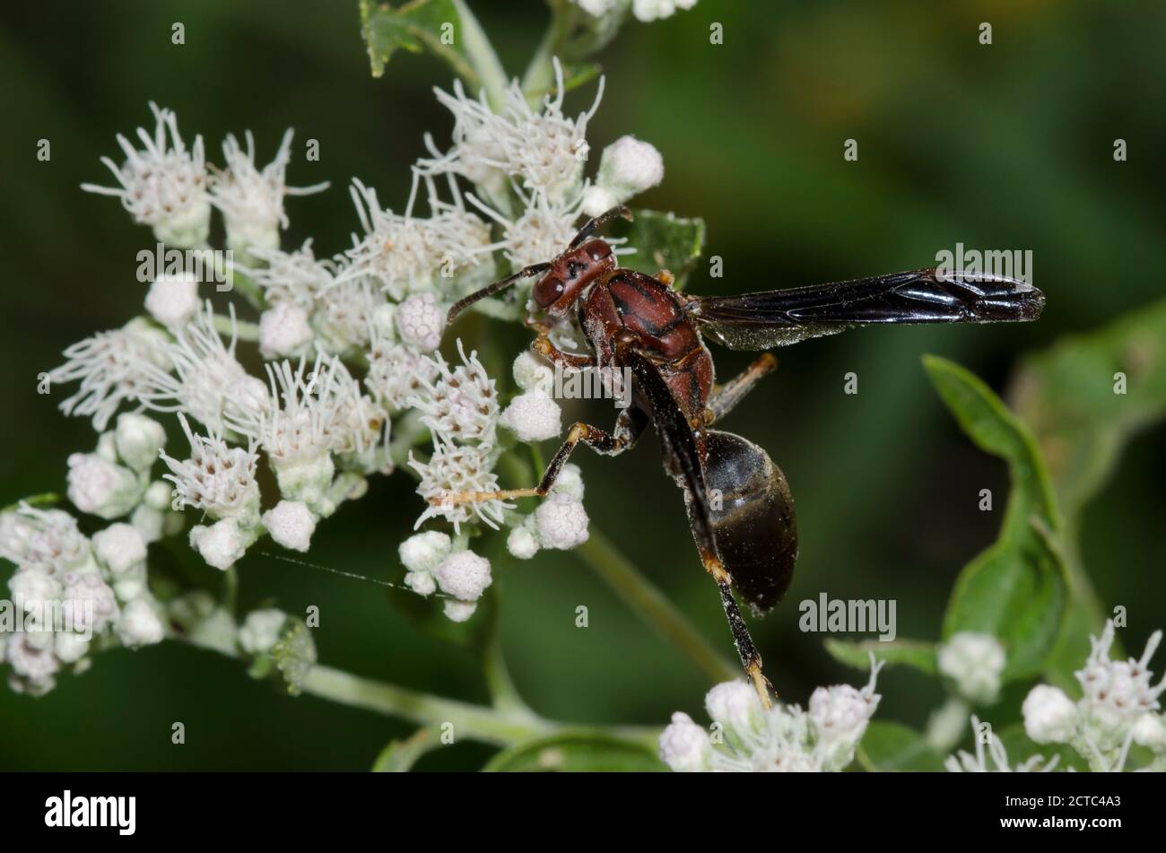 Metric Paper Wasp, Polistes metricus, foraging on Lateflowering Thoroughwort, Eupatorium serotinum Stock Photo