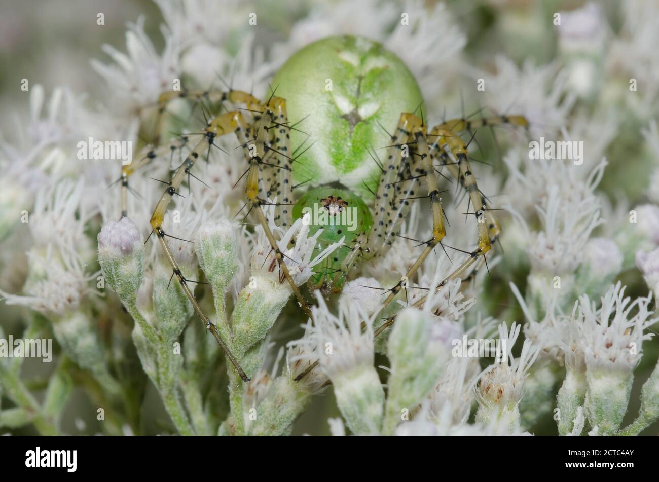 Green Lynx Spider, Peucetia viridans, female lurking in Lateflowering Thoroughwort, Eupatorium serotinum Stock Photo
