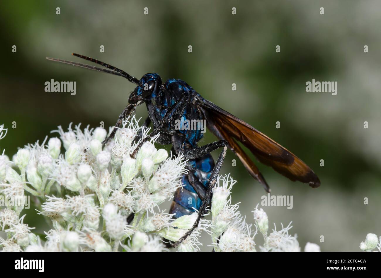 Tarantula Hawk, Pepsis sp., foraging on Lateflowering Thoroughwort, Eupatorium serotinum Stock Photo