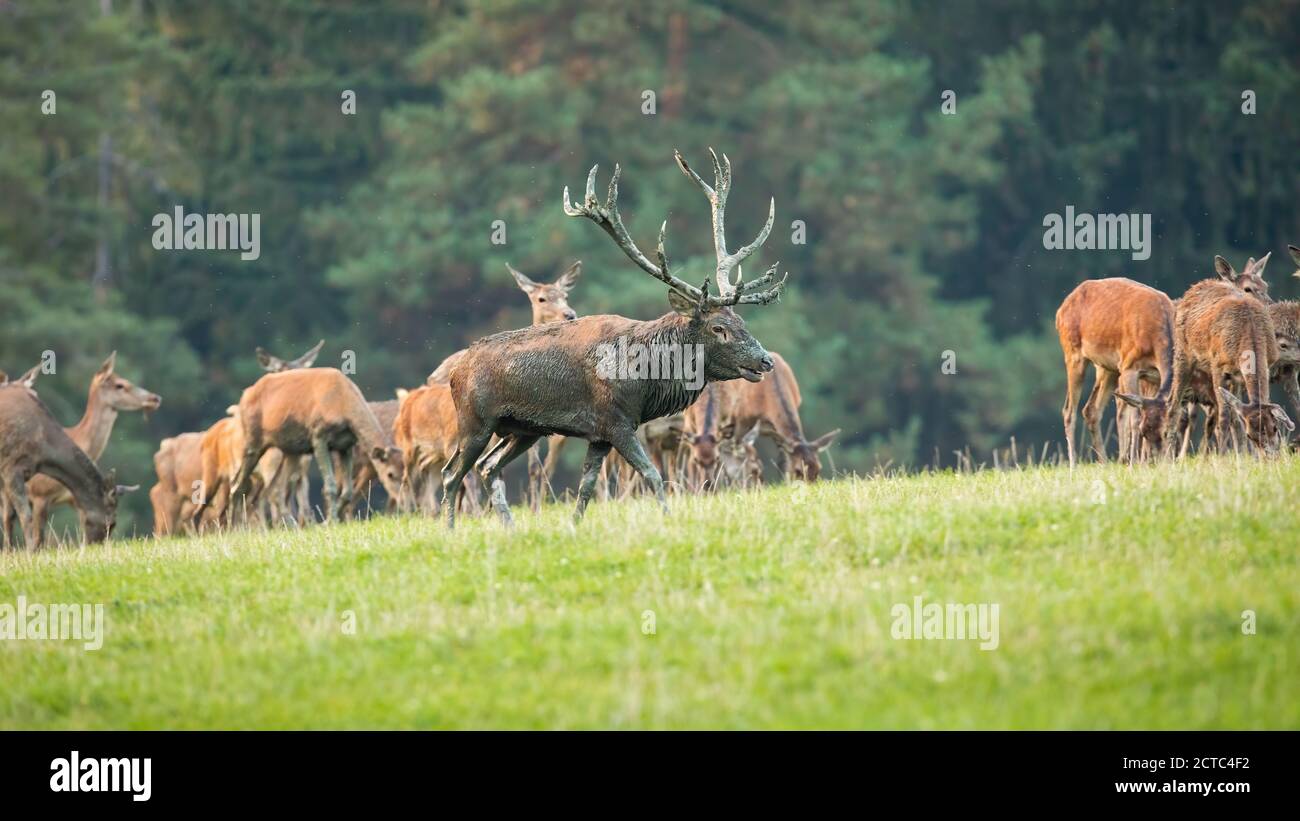 Red deer herd grazing on meadow in autumn nature. Stock Photo