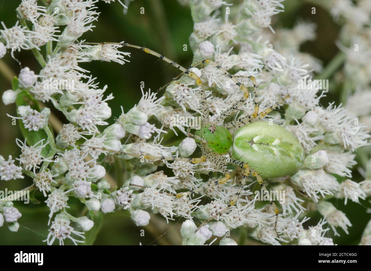 Green Lynx Spider, Peucetia viridans, female lurking in Lateflowering Thoroughwort, Eupatorium serotinum Stock Photo
