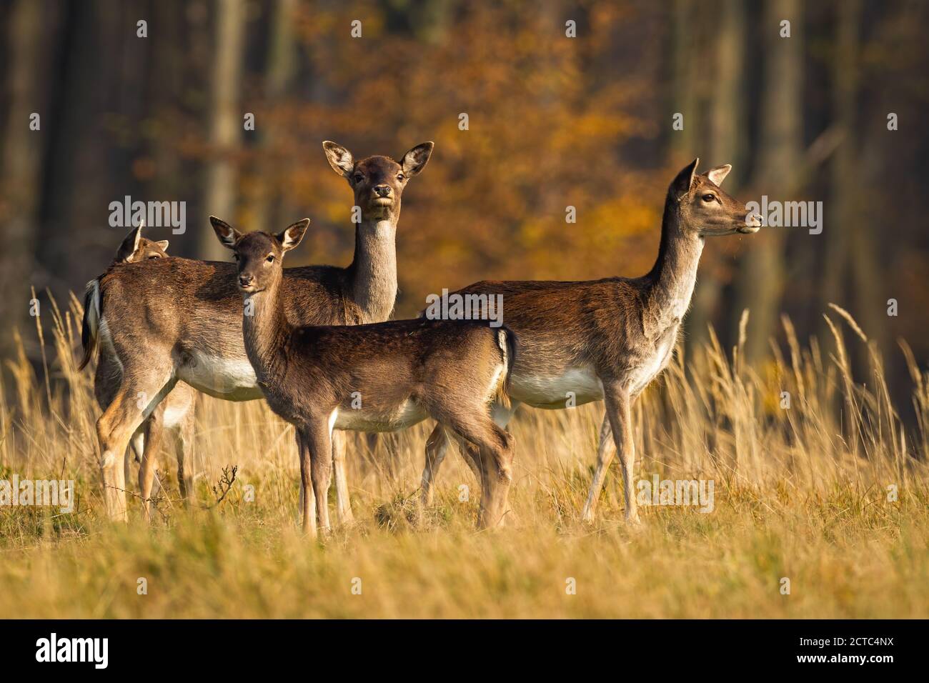 Calm fallow deer herd standing on meadow in autumn. Stock Photo