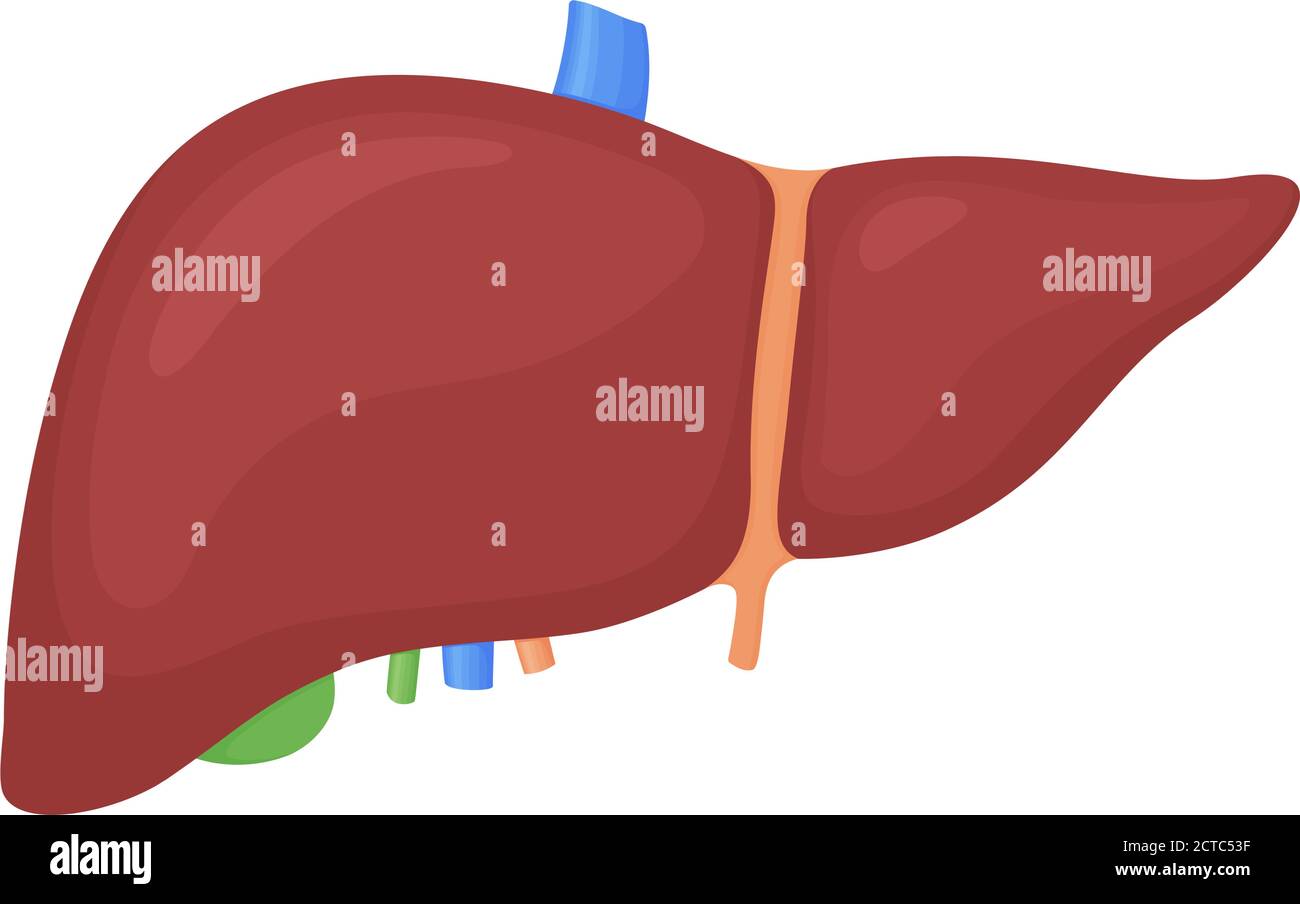 Anatomical colorful human liver, gallbladder scientifically accurate on white background. Medical science vector anatomy illustration. Stock Vector