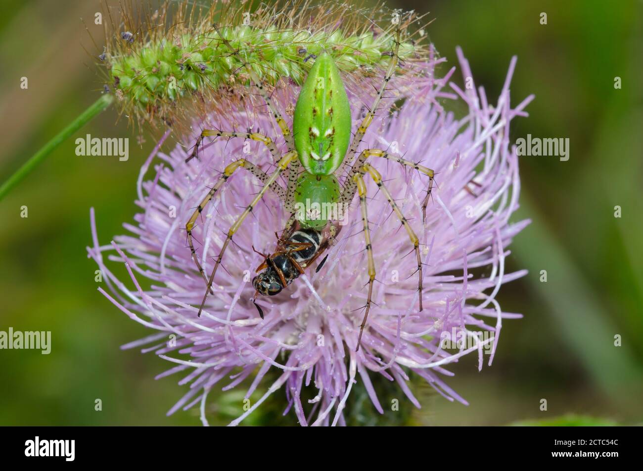 Green Lynx Spider, Peucetia viridans, female feeding on captured soldier fly, Family  Stratiomyidae, on Tall Thistle, Cirsium altissimum Stock Photo