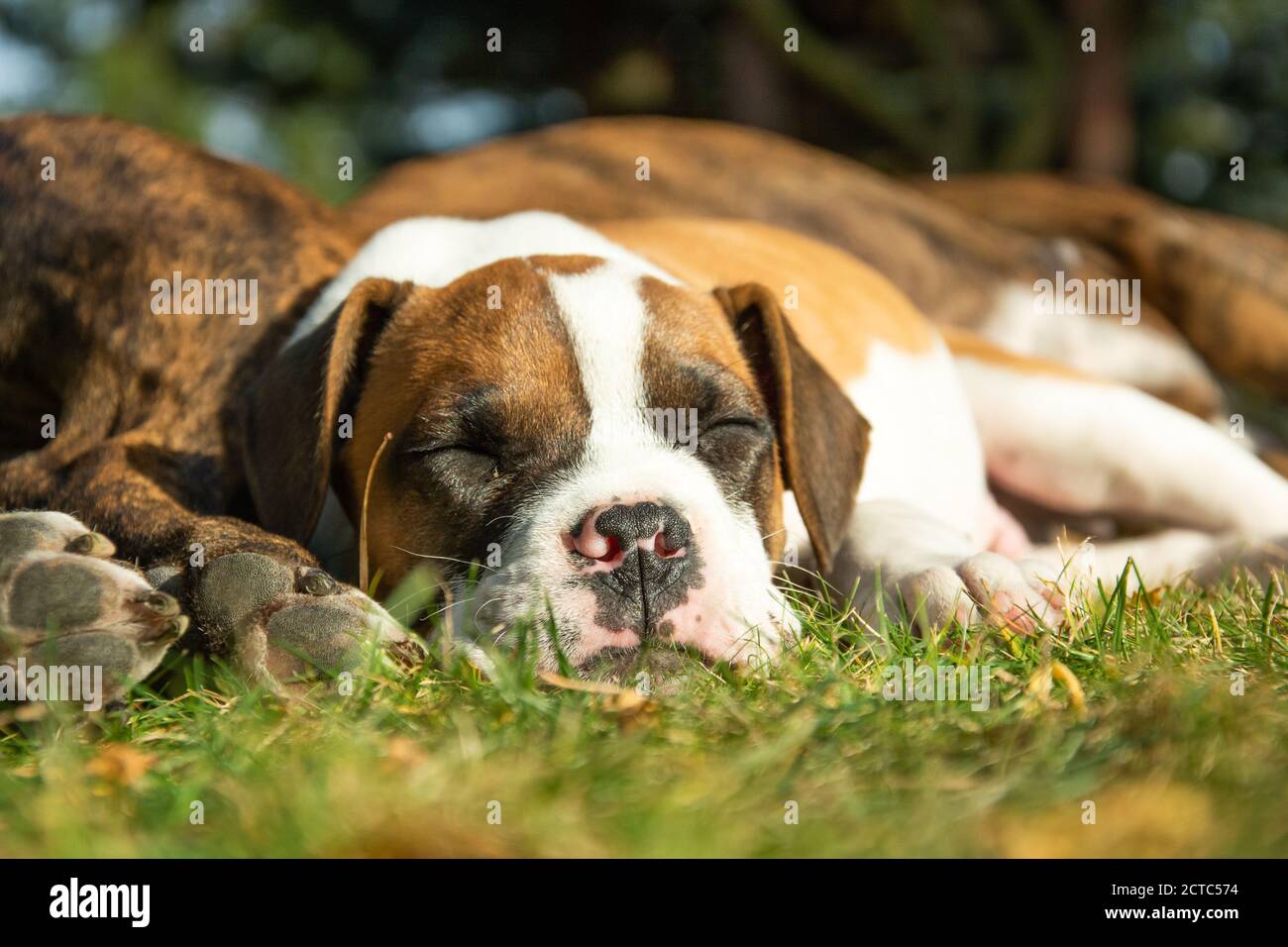 A young dog sleeping next to an adult dog Stock Photo