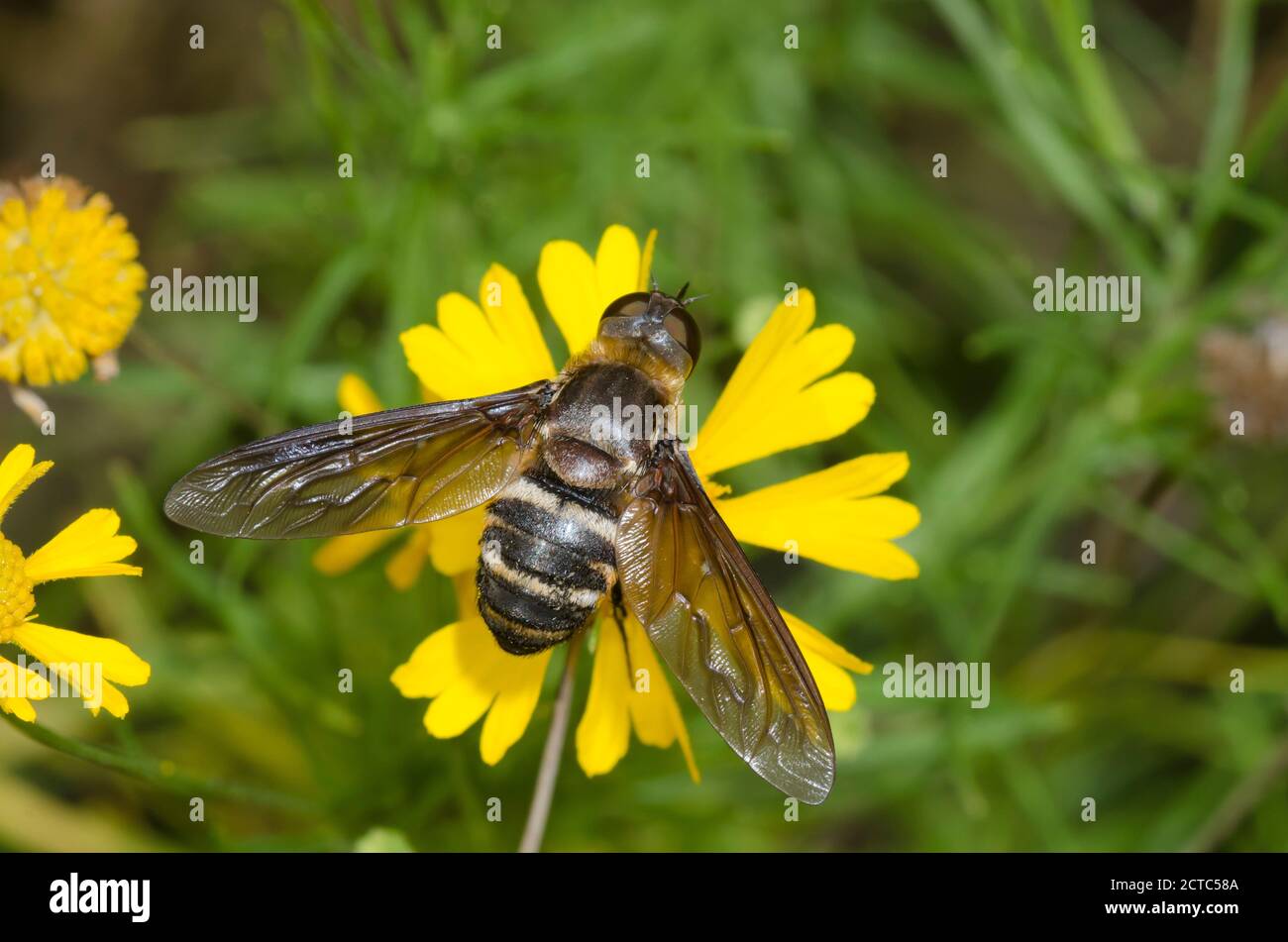 Bee Fly, Subfamily Anthracinae, foraging on Sneezeweed, Helenium amarum Stock Photo