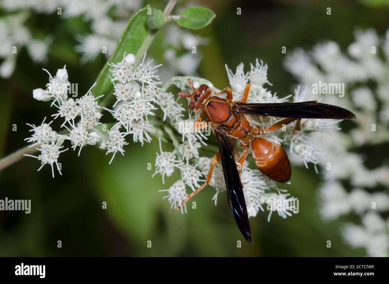 Paper Wasp, Polistes sp., foraging on Lateflowering Thoroughwort, Eupatorium serotinum Stock Photo